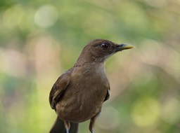 Cerro Lodge-11, Merle fauve